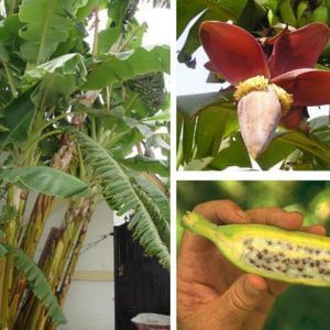 Giống Cây Chuối Hột