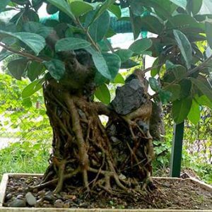 Giống Cây Đa Trơn
