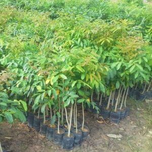 Giống Cây xà Cừ
