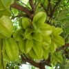 Giống Cây Khế Chua