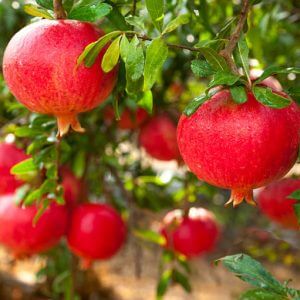 Giống Cây Lựu Đỏ Thái