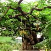 Giống Cây Me