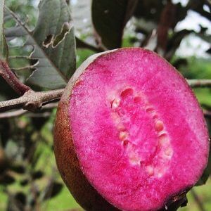Giống Cây Ổi Tím Malaysia