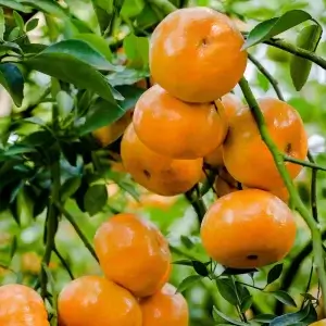 Giống Cây Quýt Hồng ( Quýt Tiêu)