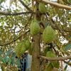 Giống Cây Sầu Riêng