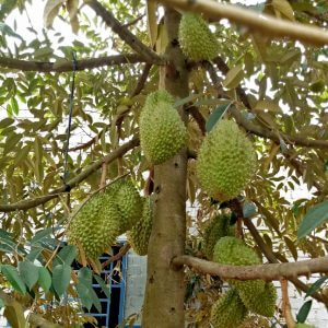 Giống Cây Sầu Riêng
