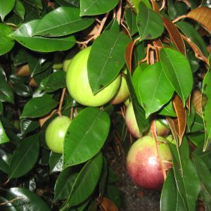 Giống Cây Vú Sữa