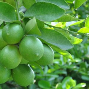 Giống Cây Chanh Không Hạt