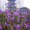 Cây Hoa Chiều Tím