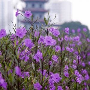 Cây Hoa Chiều Tím