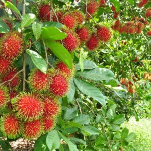 Giống Cây CHôm Chôm Nhãn