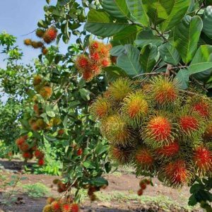 Cây Giống CHôm Chôm Thái