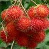 Cây Giống Chôm Chôm Tróc