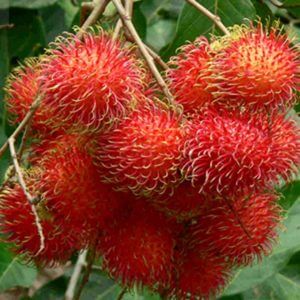 Cây Giống Chôm Chôm Tróc