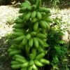 Giống Chuối Cau