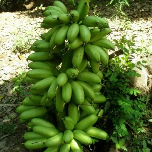 Giống Chuối Cau