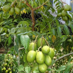 Giống Cây Cóc Thái
