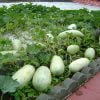 Cây Giống Dưa Gang