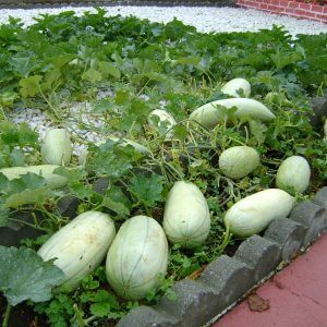 Cây Giống Dưa Gang