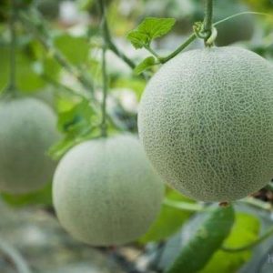 Giống Cây Dưa Lưới