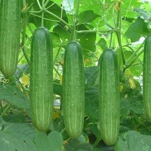 Giống Cây Dưa Chuột