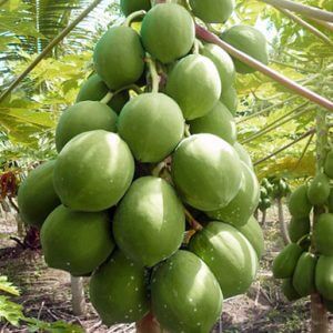Giống Cây Đu Đủ Hồng Phi