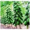 Giống cây Đu Đủ Lùn Vĩnh Lộc