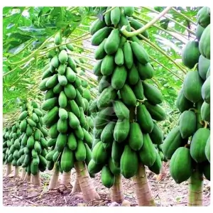 Giống cây Đu Đủ Lùn Vĩnh Lộc