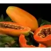 Giống cây Đu Đủ Ruột Đỏ Vĩnh Lộc