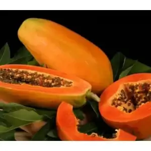 Giống cây Đu Đủ Ruột Đỏ Vĩnh Lộc