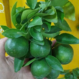 Giống Cây Quýt Đường