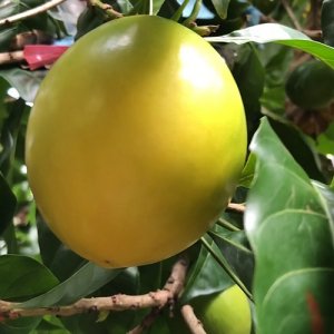 Giống Cây Vú Sữa Hoàng Kim
