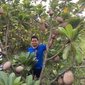 Giống Ccaay Hồng Xiêm Ruột Đỏ Khổng Lồ