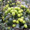 Giống Cây Táo Thái Lan