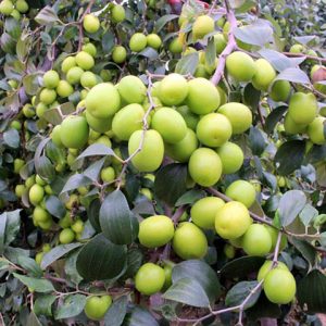 Giống Cây Táo Thái Lan