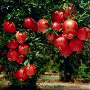 Giống Cây Lựu Đỏ Lùn Ấn Độ