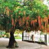 Cây Lộc Vừng