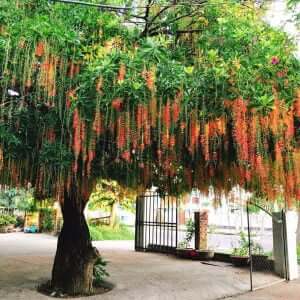 Cây Lộc Vừng