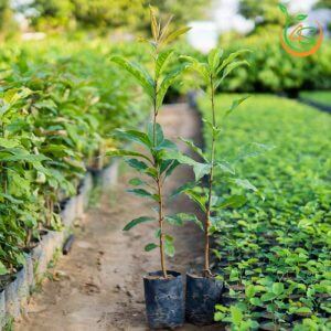 Cây Giống Lộc Vừng