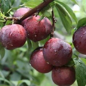 Giống Cây Mận Hậu