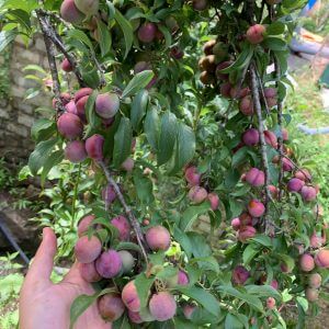 Giống Cây Mận Tả Van