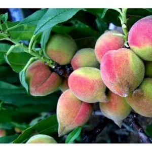 Giống Cây Đào Mỏ Quạ