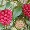 Giống Cây Na Rừng