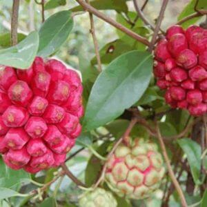 Giống Cây Na Rừng