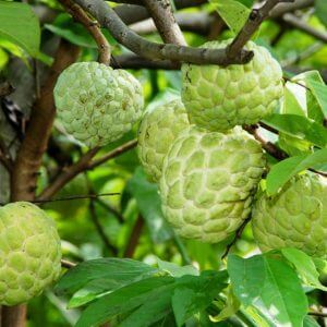 Giống Cây Na Dai ĐồngBành