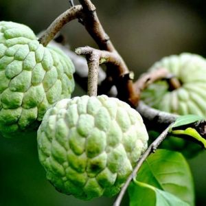 Giống Cây Na Bắc Giang