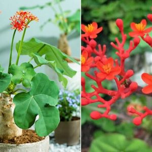 Giống Cây Ngô Đồng