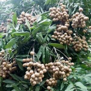 Giống Cây Nhãn Đường Phèn