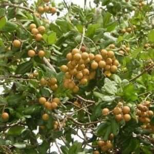 Giống Cây Nhãn Tiêu Hoa Bò