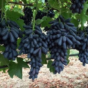 Cây Giống Nho Ngón Tay
